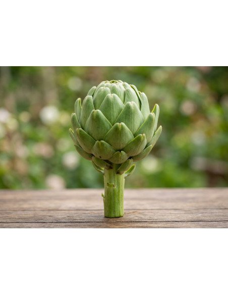 Fresh Green Artichoke Single Stem | Botanical Floral Accents