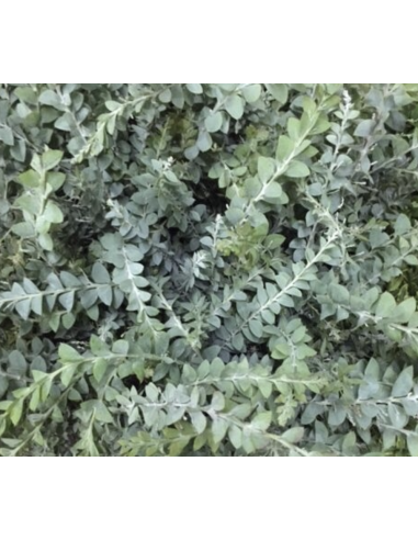 Fresh Acacia Knifeblade Foliage | Wholesale Specialty Greenery
