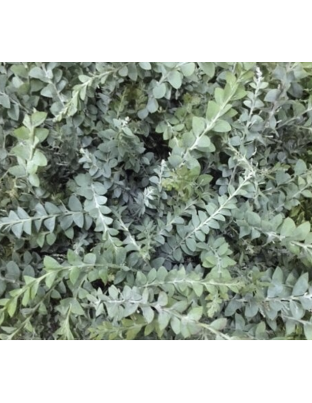 Fresh Acacia Knifeblade Foliage | Wholesale Specialty Greenery