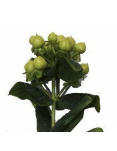 Fresh Green Hypericum Berries (10 Stem Bunch) | Wholesale Fillers