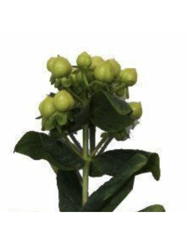 Fresh Green Hypericum Berries (10 Stem Bunch) | Wholesale Fillers