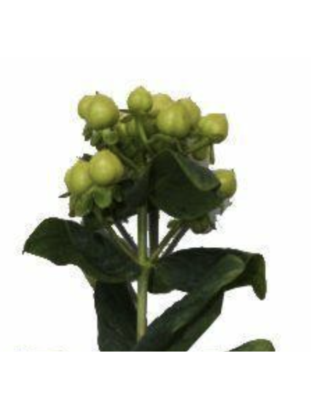 Fresh Green Hypericum Berries (10 Stem Bunch) | Wholesale Fillers