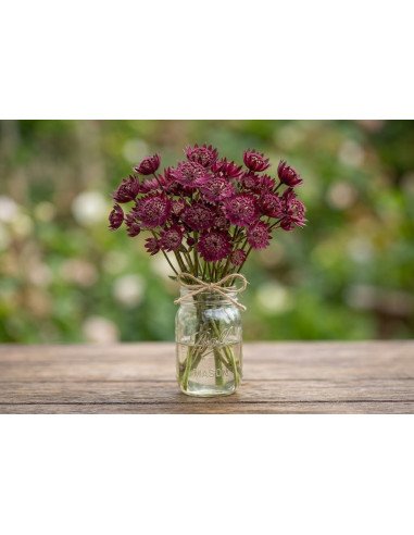 Fresh Burgundy Astrantia Stems (10-Stem Bunch) | FlowerBunches