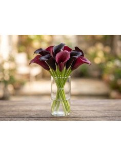 Fresh Mini Burgundy/Black Calla Lily Stems (10-Stem Bunch) | FlowerBunches