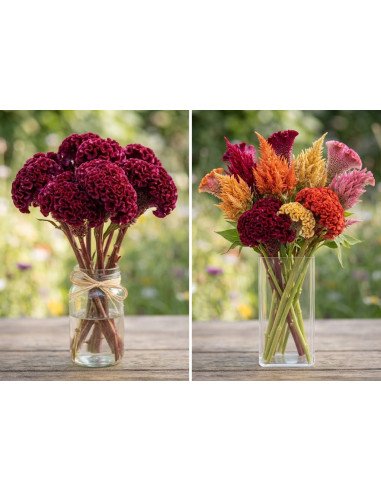 resh Coxcomb Assorted Stems (10-Stem Bunch) | FlowerBunches