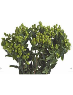 Fresh Green Hypericum Berries (10 Stem Bunch) | Wholesale Fillers 2