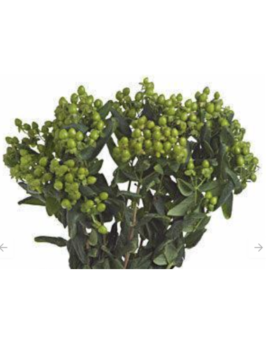 Fresh Green Hypericum Berries (10 Stem Bunch) | Wholesale Fillers