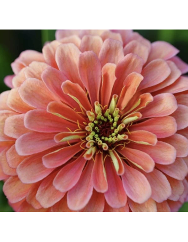 Fresh Assorted Zinnias (10-Stem Bunch) | FlowerBunches