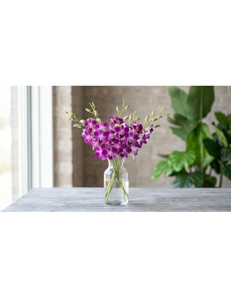 Fresh Purple Dendrobium Orchids (10-Stem Bunch) | FlowerBunches