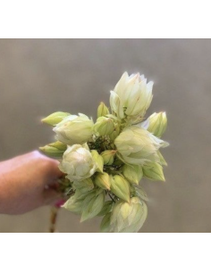 Fresh White Blushing Bride Protea (10-Stem Bunch) | FlowerBunches