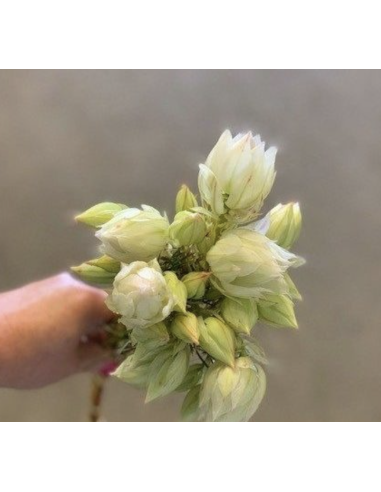 Fresh White Blushing Bride Protea (10-Stem Bunch) | FlowerBunches
