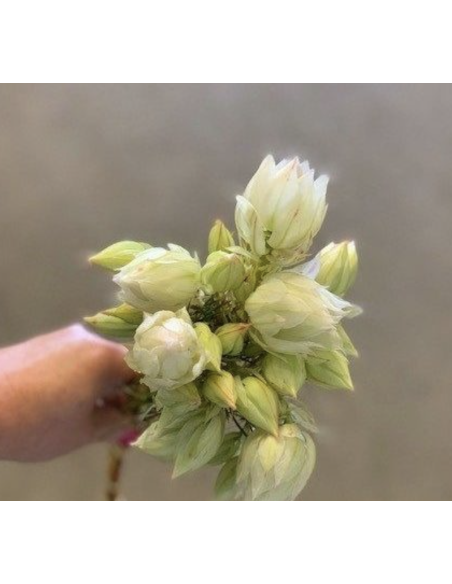 Fresh White Blushing Bride Protea (10-Stem Bunch) | FlowerBunches