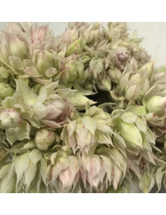 Fresh White Blushing Bride Protea (10-Stem Bunch) | FlowerBunches 2