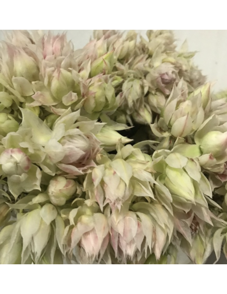 Fresh White Blushing Bride Protea (10-Stem Bunch) | FlowerBunches