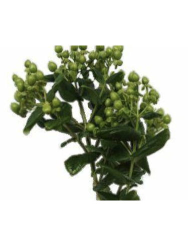 Fresh Green Hypericum Berries (10 Stem Bunch) | Wholesale Fillers