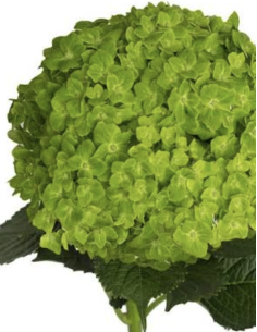 Hydrangea Stems – Green, Light Blue, or White (Fresh Cut Flowers)