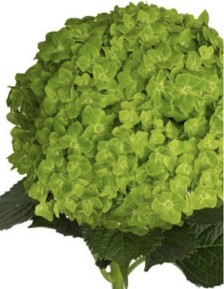 Hydrangea Stems – Green, Light Blue, or White (Fresh Cut Flowers)