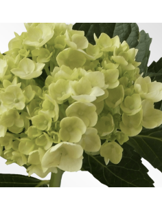 Hydrangea Stems – Green, Light Blue, or White (Fresh Cut Flowers) 2