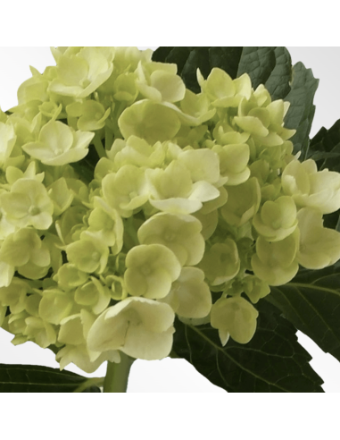 Hydrangea Stems – Green, Light Blue, or White (Fresh Cut Flowers)