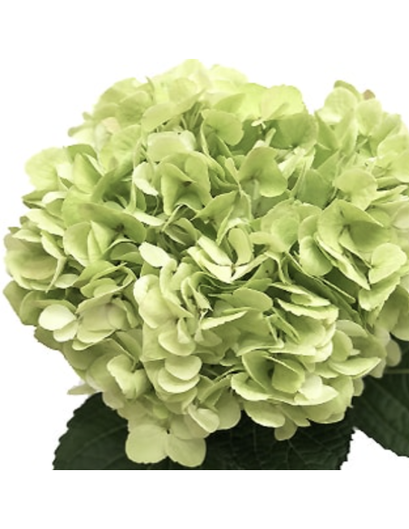 Hydrangea Stems – Green, Light Blue, or White (Fresh Cut Flowers)