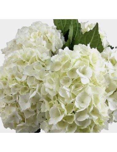 Hydrangea Stems – Green, Light Blue, or White (Fresh Cut Flowers)