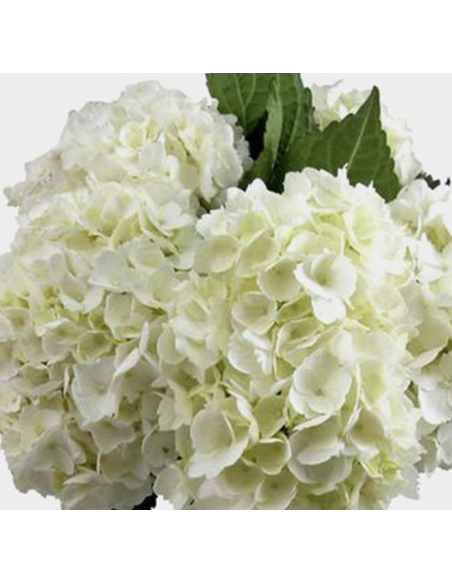 Hydrangea Stems – Green, Light Blue, or White (Fresh Cut Flowers)