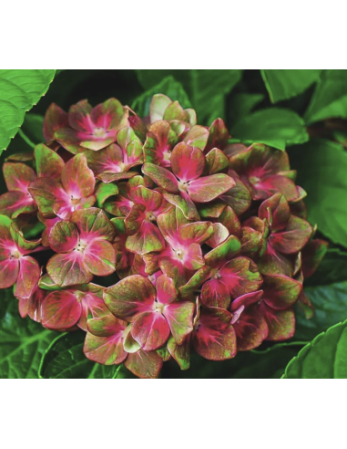 Fresh Pistache Hydrangea Stems | Wholesale Specialty Flowers
