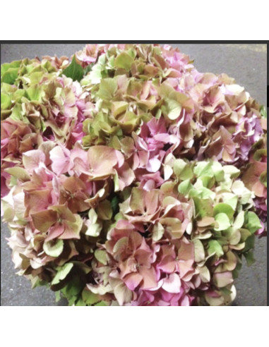 Fresh Antique Pink Hydrangea Stems | Wholesale Specialty Flowers