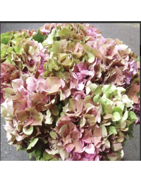 Fresh Antique Pink Hydrangea Stems | Wholesale Specialty Flowers