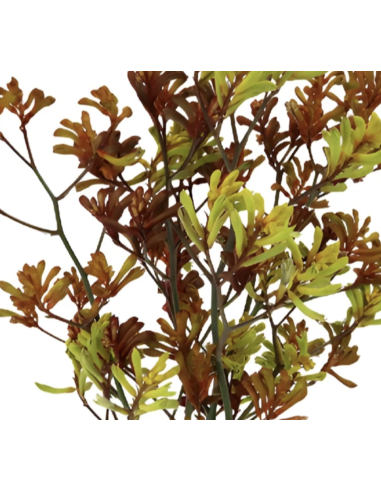 Fresh Assorted Kangaroo Paws (3-5 Stem Bunch) | Wholesale Flowers