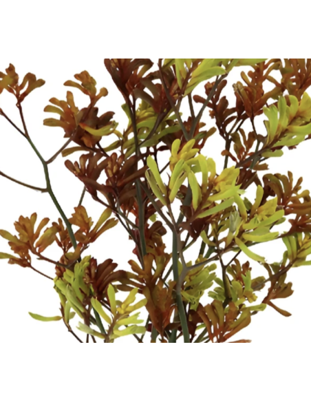 Fresh Assorted Kangaroo Paws (3-5 Stem Bunch) | Wholesale Flowers