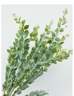 Fresh Acacia Pearl Foliage | Wholesale Specialty Greenery