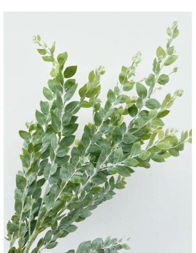 Fresh Acacia Pearl Foliage | Wholesale Specialty Greenery