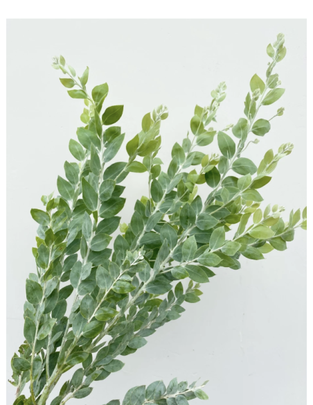 Fresh Acacia Pearl Foliage | Wholesale Specialty Greenery