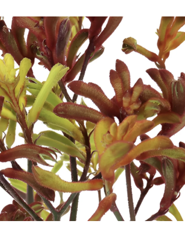 Fresh Assorted Kangaroo Paws (3-5 Stem Bunch) | Wholesale Flowers