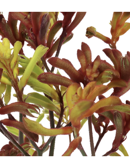 Fresh Assorted Kangaroo Paws (3-5 Stem Bunch) | Wholesale Flowers