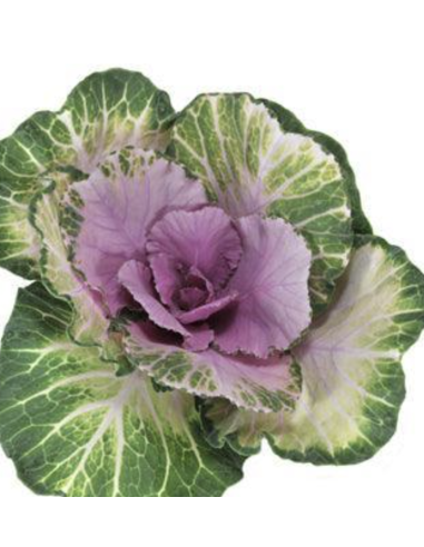 Fresh Ornamental Kale Stems (Lavender, Green) | Wholesale Flowers