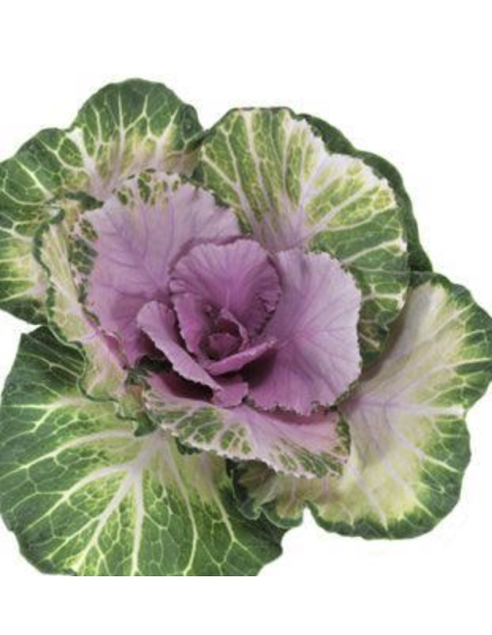 Fresh Ornamental Kale Stems (Lavender, Green) | Wholesale Flowers