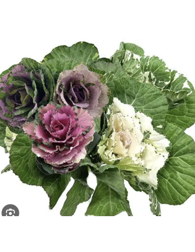 Fresh Ornamental Kale Stems (Lavender, Green) | Wholesale Flowers