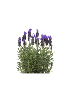 Fresh French Lavender Stems (Grower's Bunch) | Wholesale Lavender