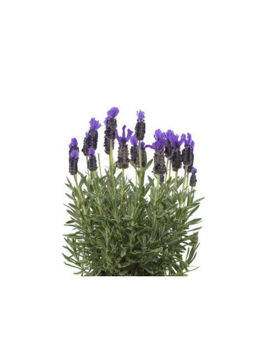 Fresh French Lavender Stems (Grower's Bunch) | Wholesale Lavender