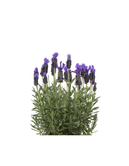 Fresh French Lavender Stems (Grower's Bunch) | Wholesale Lavender