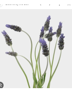 Fresh French Lavender Stems (Grower's Bunch) | Wholesale Lavender 2