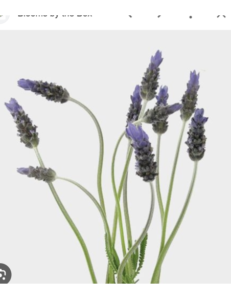 Fresh French Lavender Stems (Grower's Bunch) | Wholesale Lavender