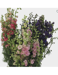 Fresh Assorted Larkspur (White, Pink, Lavender) | Wholesale Line Flowers