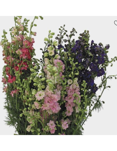 Fresh Assorted Larkspur (White, Pink, Lavender) | Wholesale Line Flowers