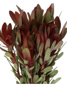 Fresh Leucadendron Safari Sunset Stems | Wholesale Foliage