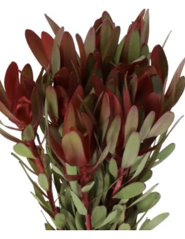 Fresh Leucadendron Safari Sunset Stems | Wholesale Foliage