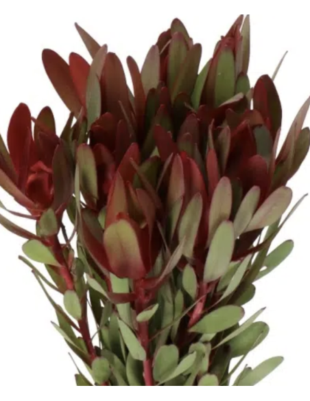 Fresh Leucadendron Safari Sunset Stems | Wholesale Foliage