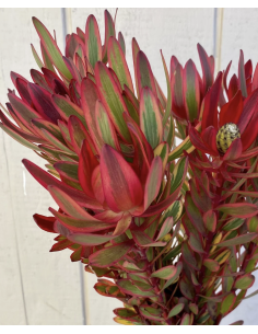 Fresh Leucadendron Safari Sunset Stems | Wholesale Foliage 2